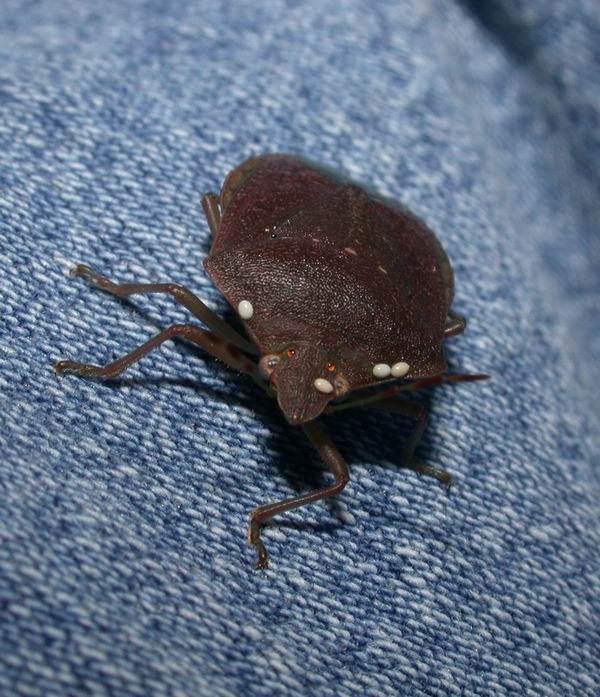 Pentatoma, Nezara, Palomena (Heteroptera, Pentatomidae)